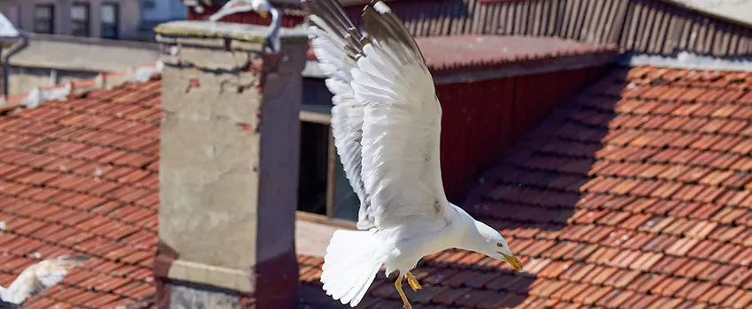 Residential Chimney Animal Removal Solution in Arvin, CA