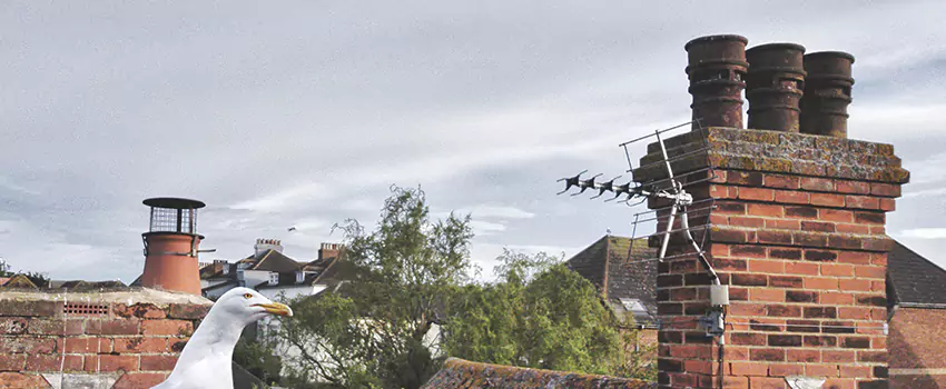 Chimney Cleaning And Restoration in Arvin, California